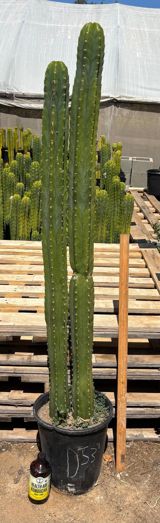 #EC125 EXACT GIANT Trichocereus Pachanoi PC Potted Cactus Specimens
