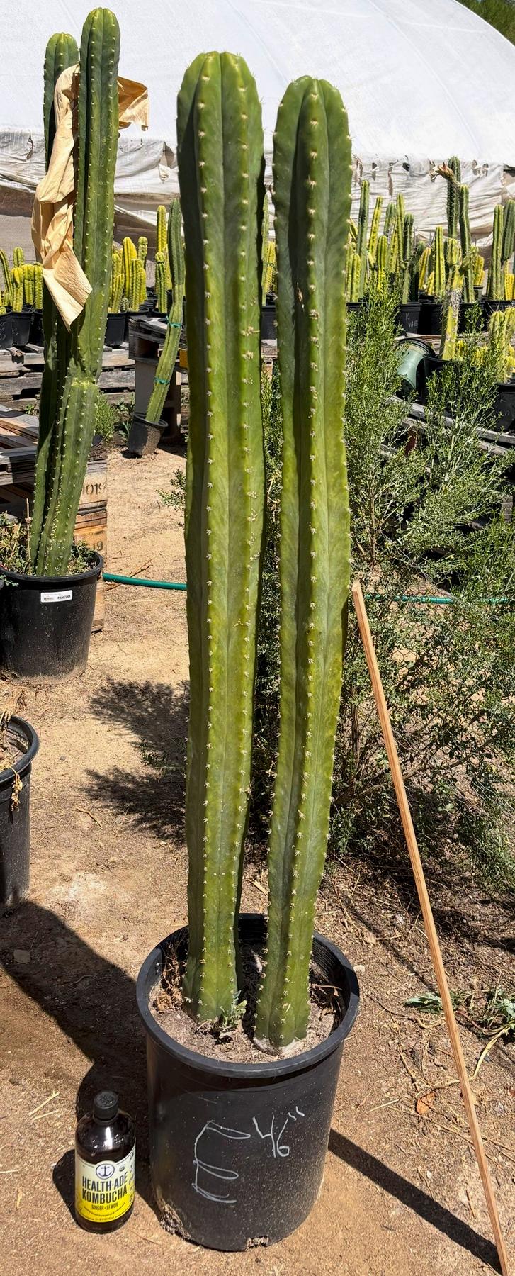 #EC125 EXACT GIANT Trichocereus Pachanoi PC Potted Cactus Specimens