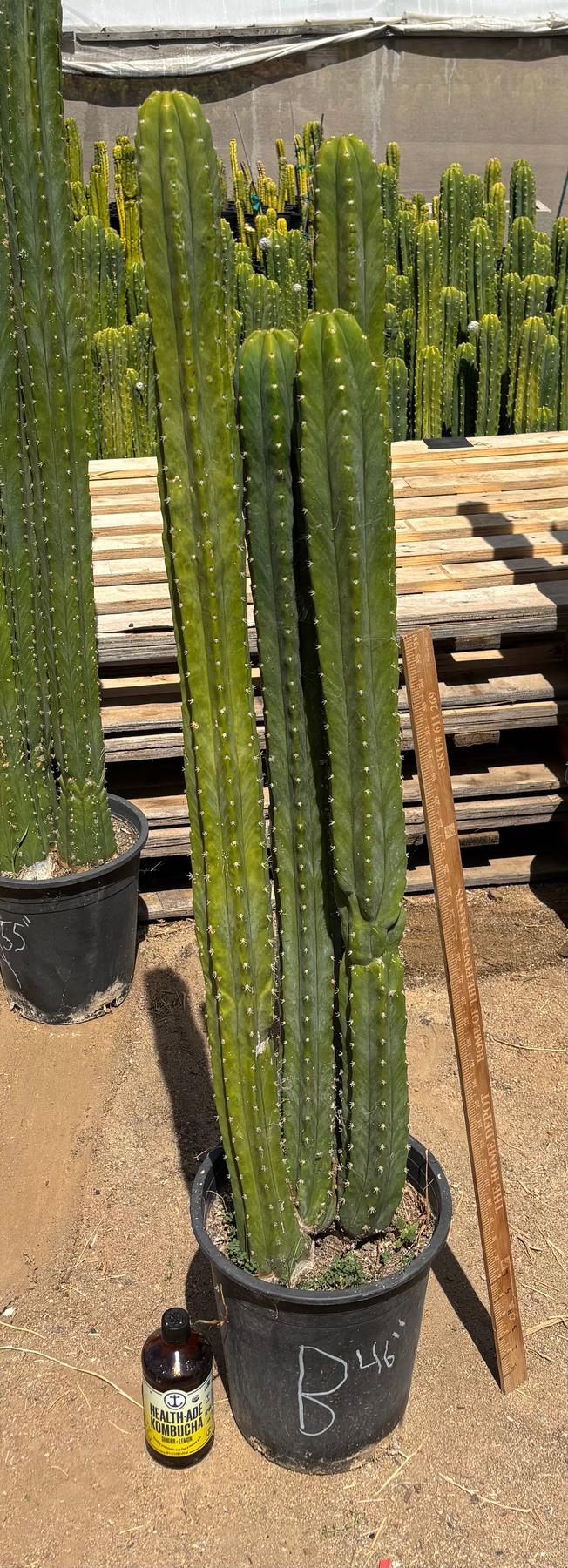 #EC125 EXACT GIANT Trichocereus Pachanoi PC Potted Cactus Specimens