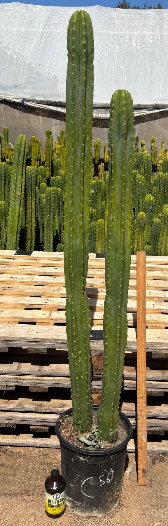 #EC125 EXACT GIANT Trichocereus Pachanoi PC Potted Cactus Specimens