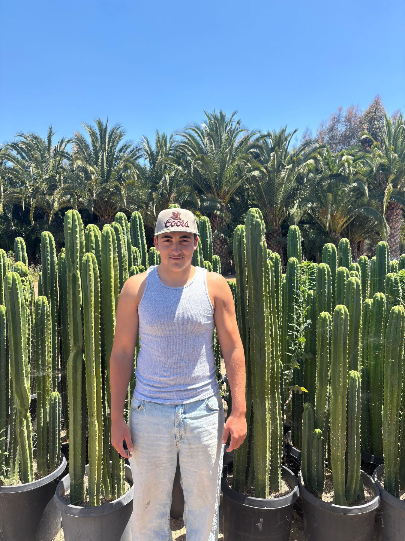 #EC125 EXACT GIANT Trichocereus Pachanoi PC Potted Cactus Specimens