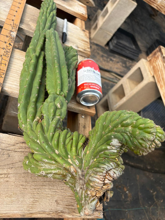 #EC126 EXACT Trichocereus GIANT Pachanoi Crested Cactus Cutting 23”
