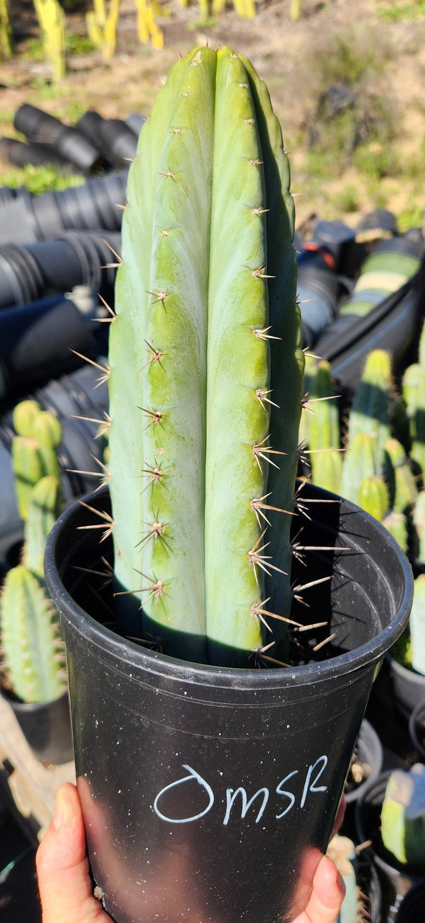 #EC128 Trichocereus Peruvianus Old Man Stand OMS Ornamental Cactus Cutting & Potted