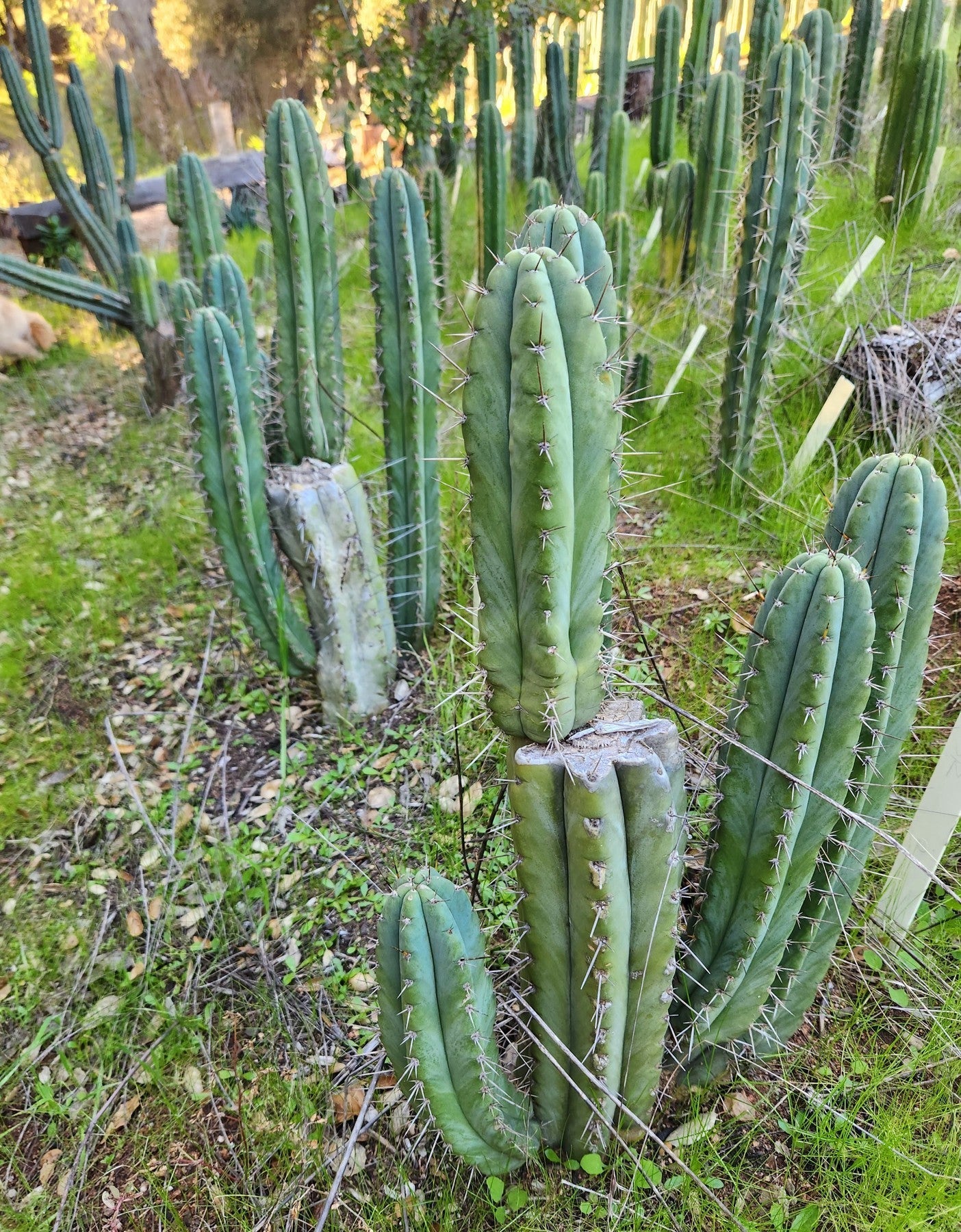 #EC128 Trichocereus Peruvianus Old Man Stand OMS Ornamental Cactus Cutting & Potted