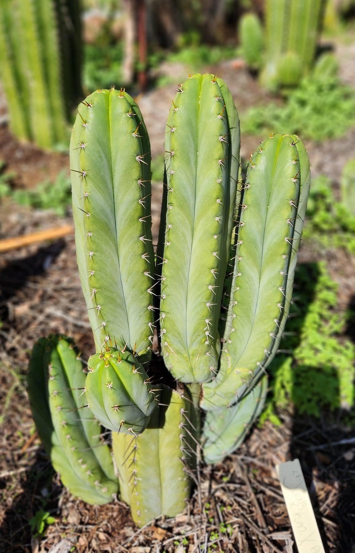 #EC128 Trichocereus Peruvianus Old Man Stand OMS Ornamental Cactus Cutting & Potted