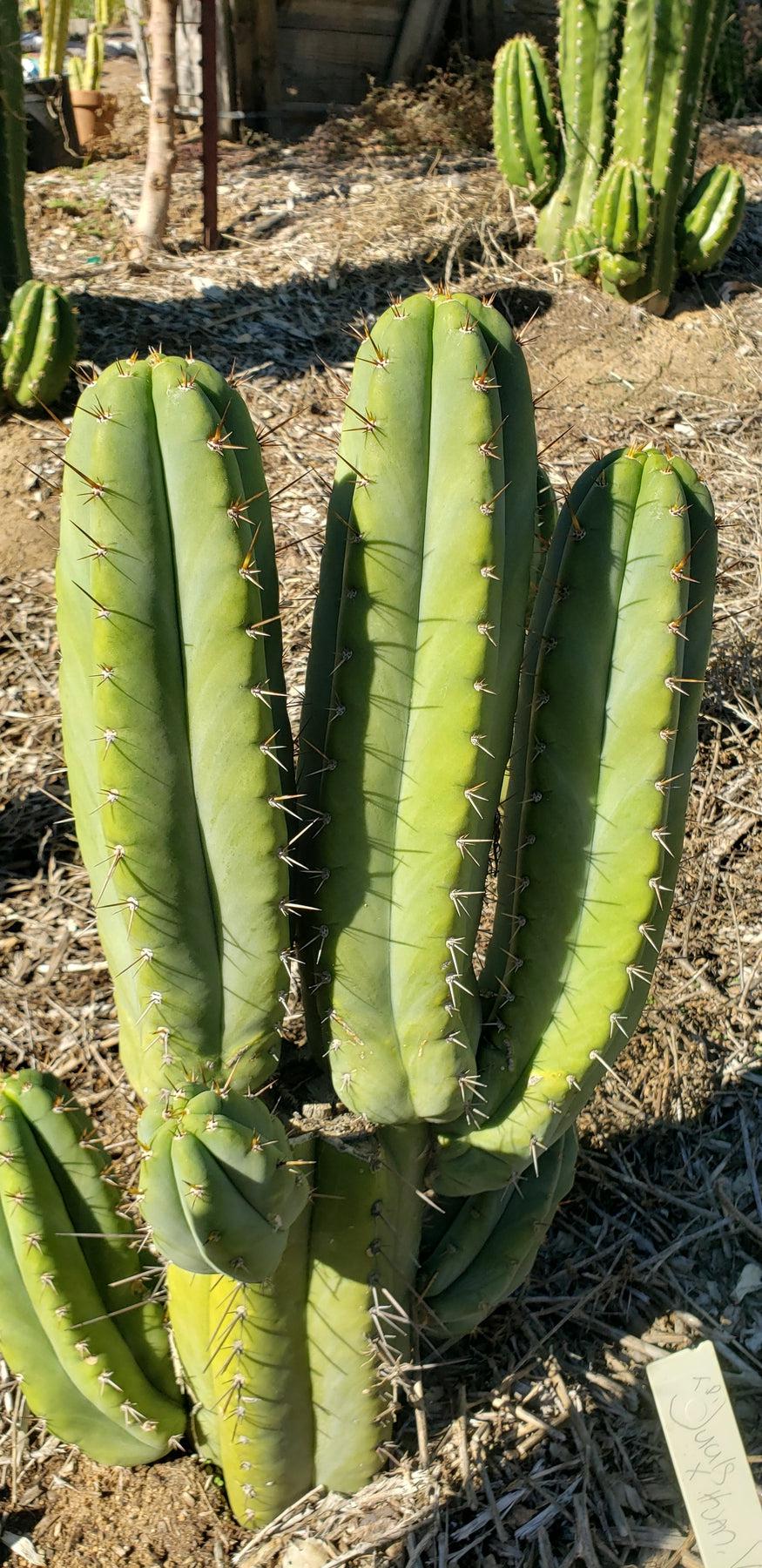 #EC128 Trichocereus Peruvianus Old Man Stand OMS Ornamental Cactus Cutting & Potted