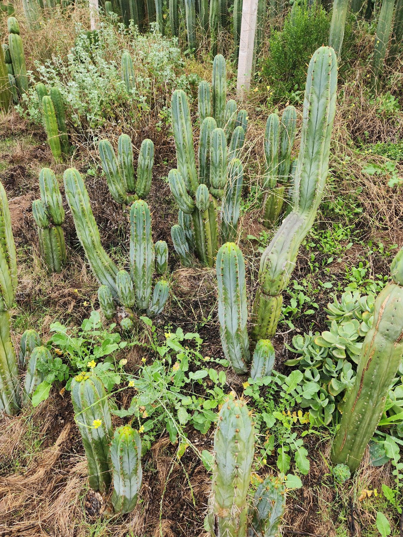 #EC128 Trichocereus Peruvianus Old Man Stand OMS Ornamental Cactus Cutting & Potted