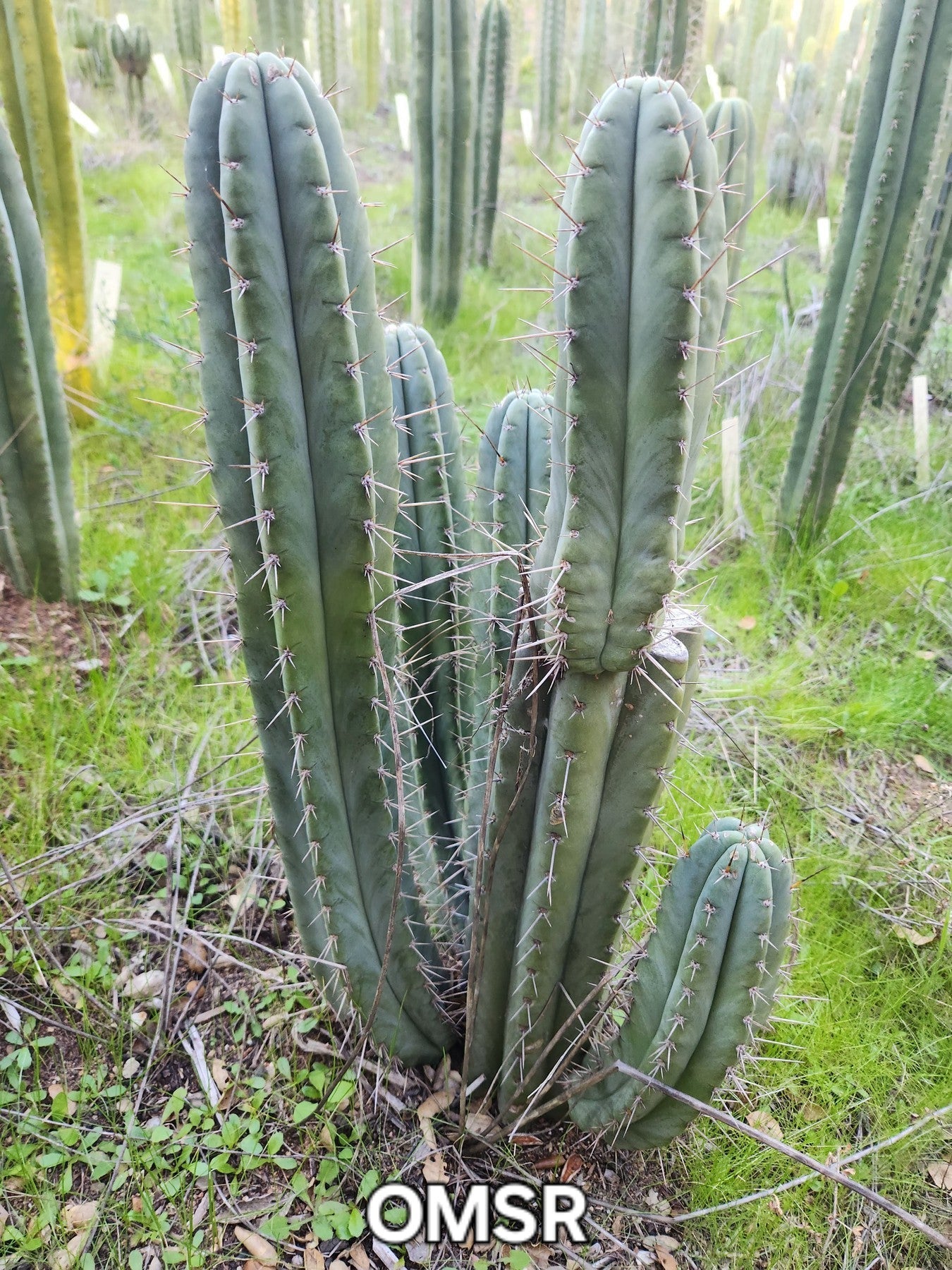 #EC128 Trichocereus Peruvianus Old Man Stand OMS Ornamental Cactus Cutting & Potted