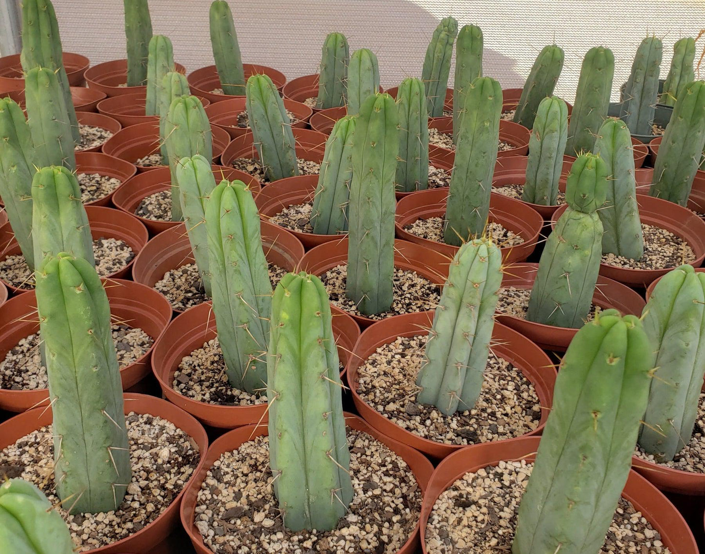 #EC134 EXACT Trichocereus Bridgesii Jiimz Cactus Potted approx. 6-8"