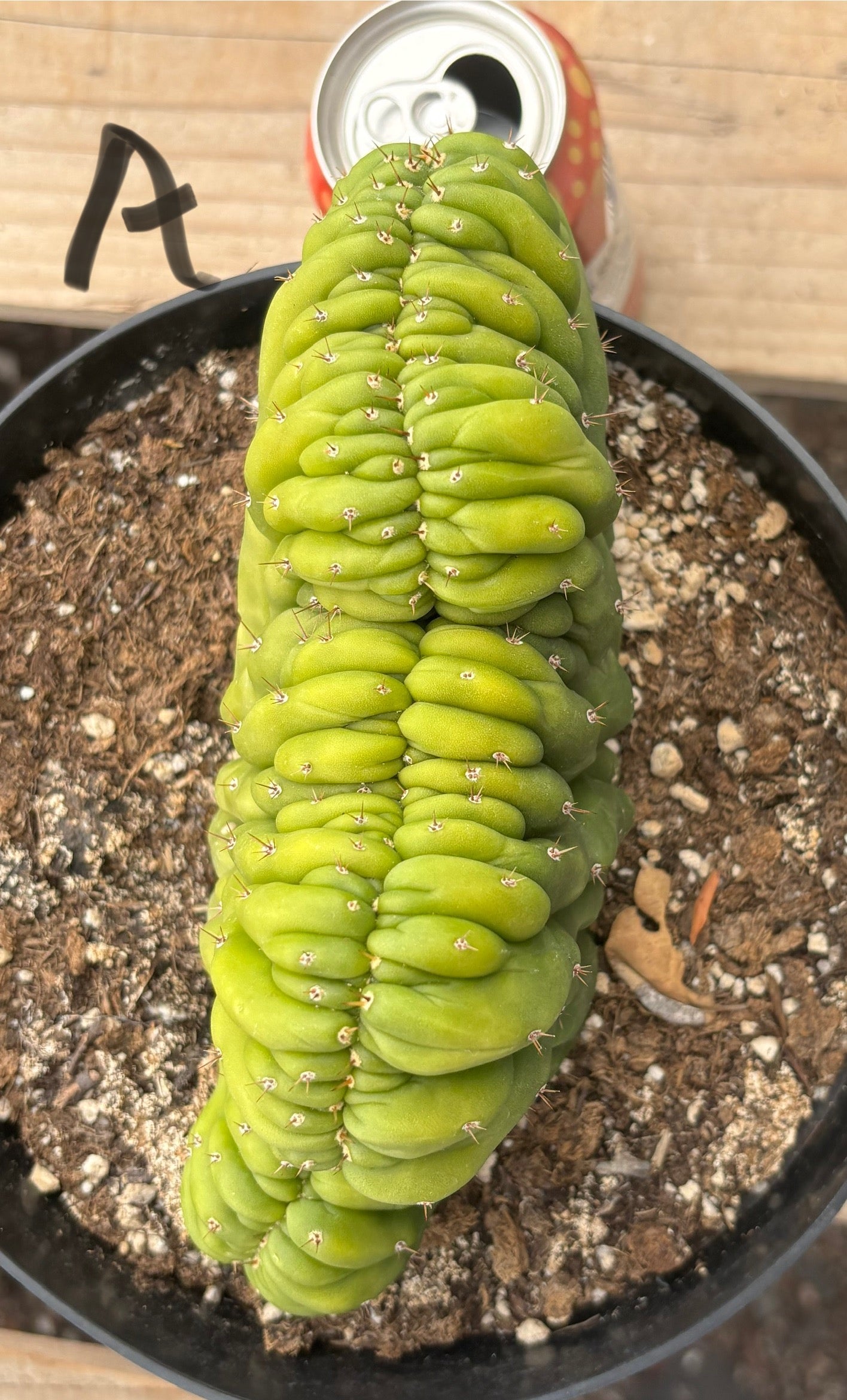#EC139 EXACT Trichocereus Pachanoi San Pedro Crested Cactus in 8"