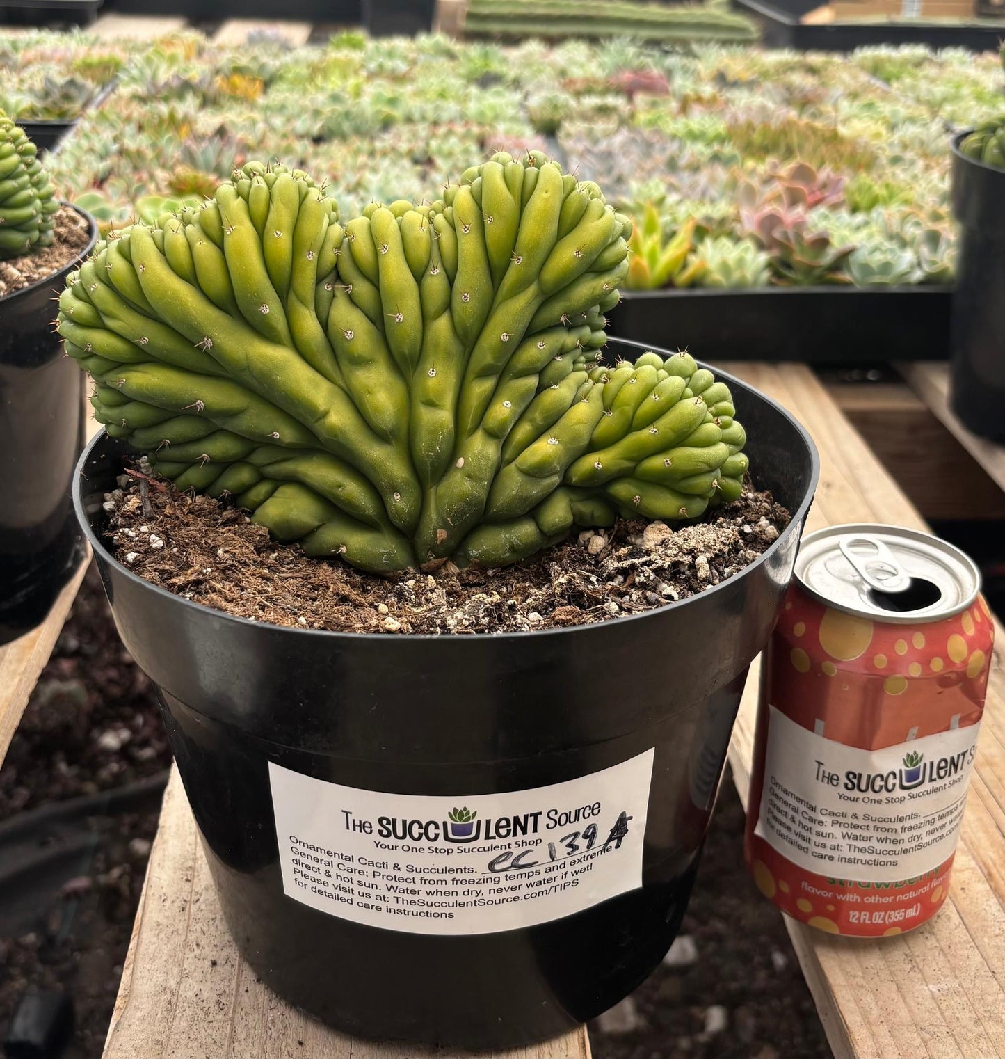#EC139 EXACT Trichocereus Pachanoi San Pedro Crested Cactus in 8"