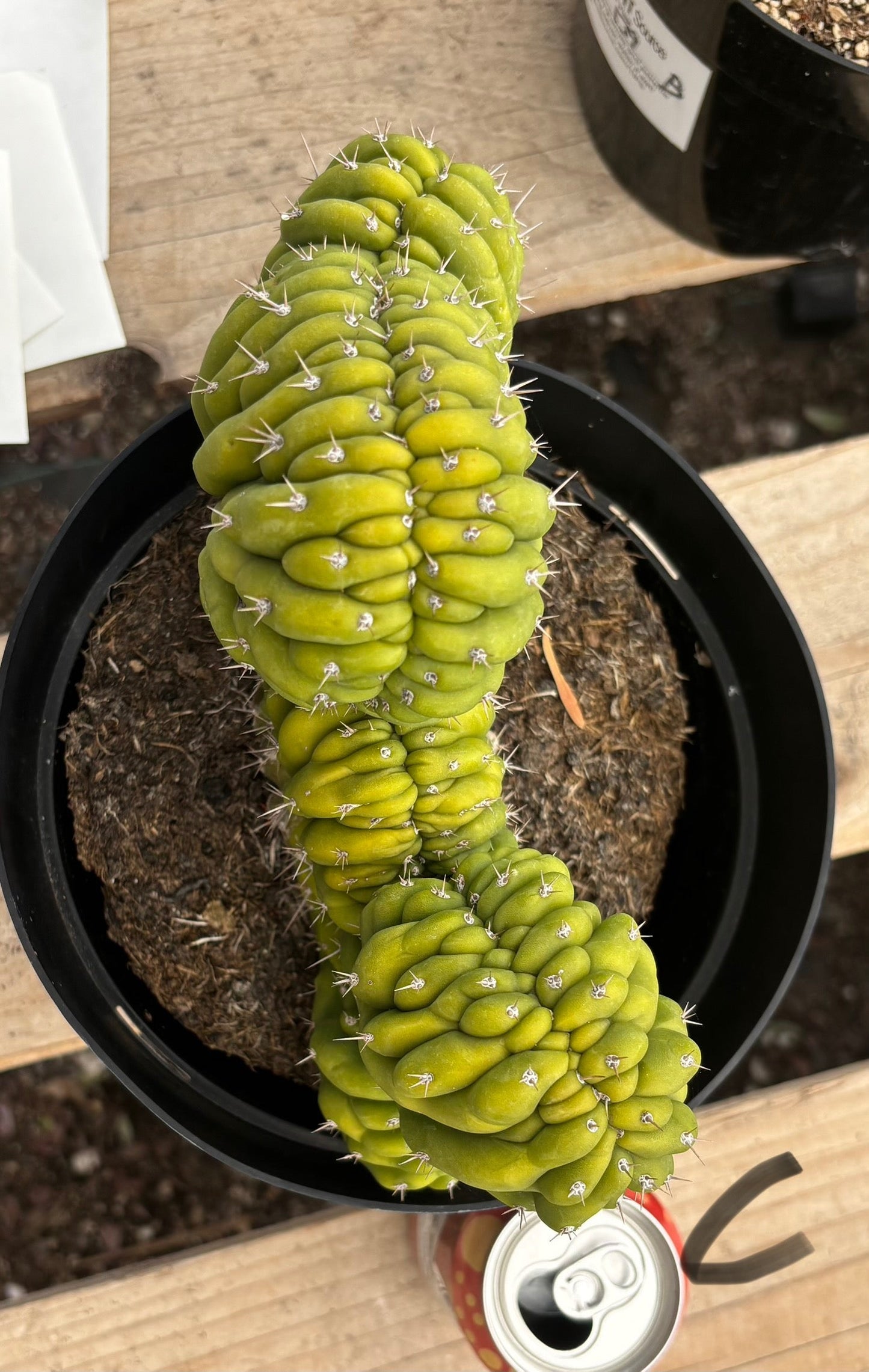 #EC139 EXACT Trichocereus Pachanoi San Pedro Crested Cactus in 8"