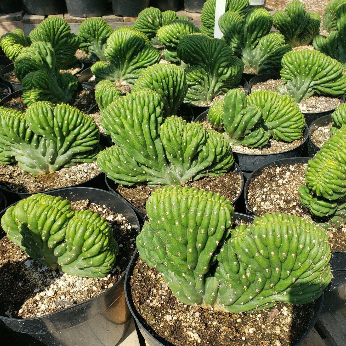 #EC139 EXACT Trichocereus Pachanoi San Pedro Crested Cactus in 8"