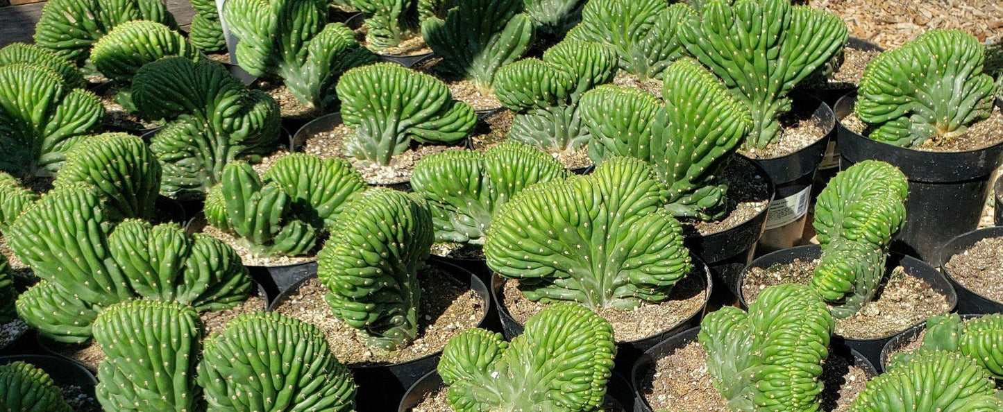 #EC139 EXACT Trichocereus Pachanoi San Pedro Crested Cactus in 8"
