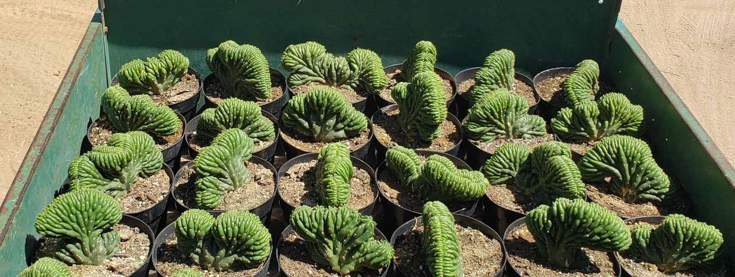 #EC139 EXACT Trichocereus Pachanoi San Pedro Crested Cactus in 8"