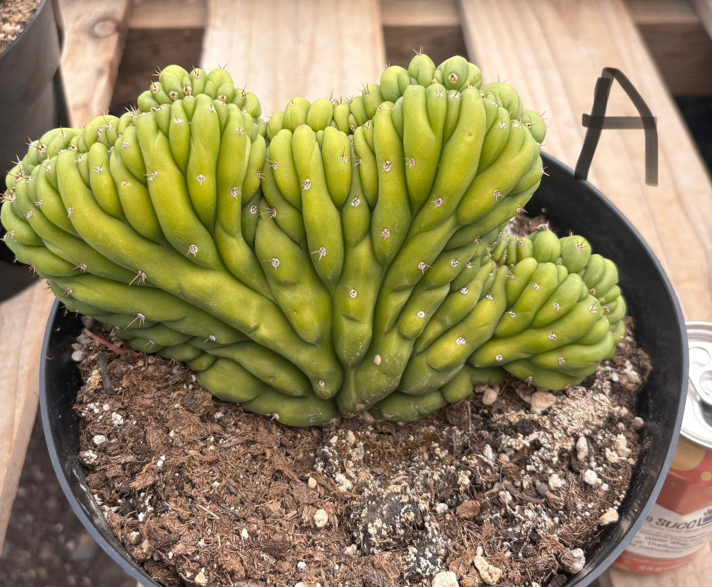 #EC139 EXACT Trichocereus Pachanoi San Pedro Crested Cactus in 8"
