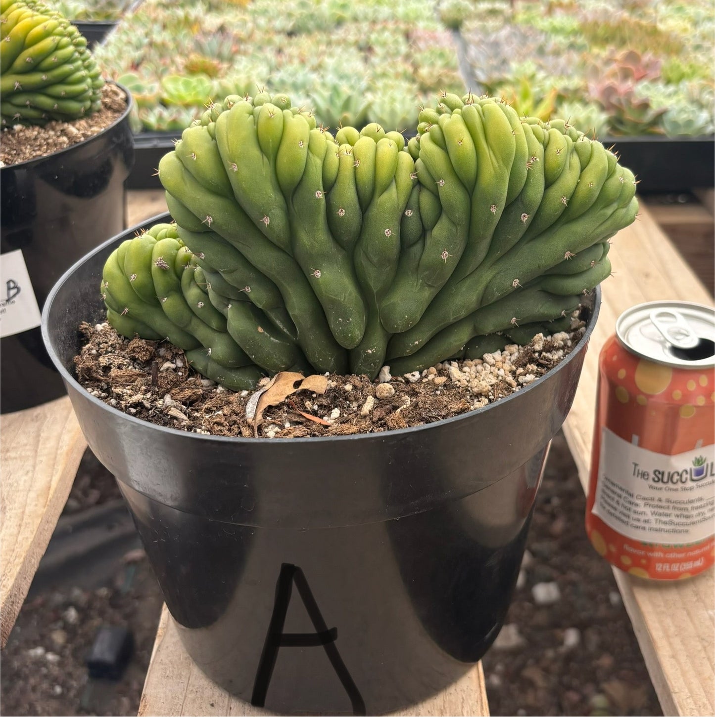 #EC139 EXACT Trichocereus Pachanoi San Pedro Crested Cactus in 8"