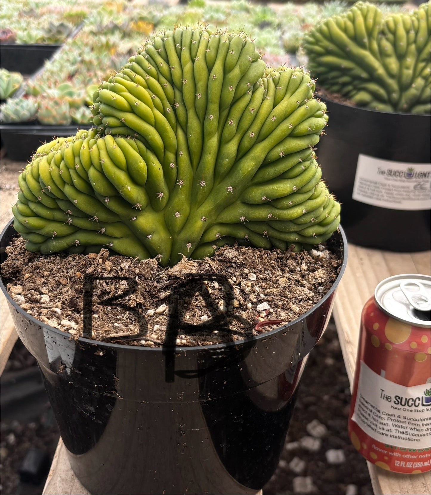 #EC139 EXACT Trichocereus Pachanoi San Pedro Crested Cactus in 8"