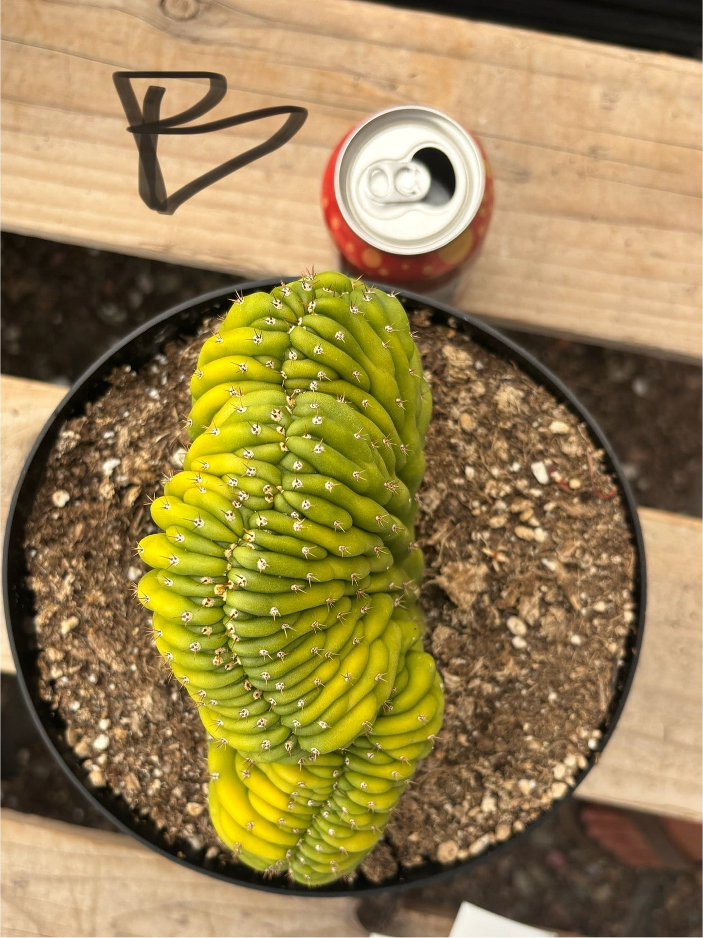 #EC139 EXACT Trichocereus Pachanoi San Pedro Crested Cactus in 8"