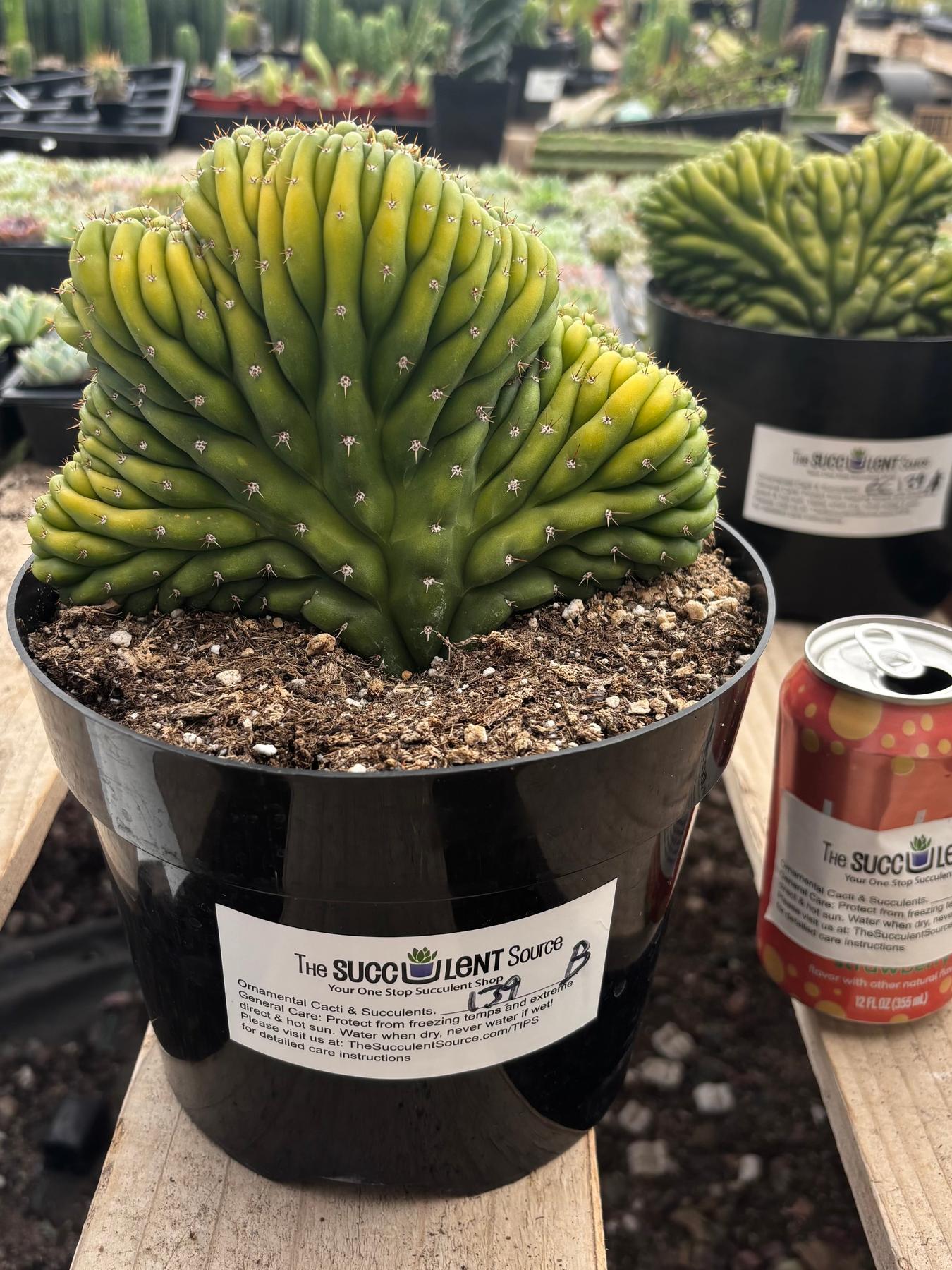 #EC139 EXACT Trichocereus Pachanoi San Pedro Crested Cactus in 8"