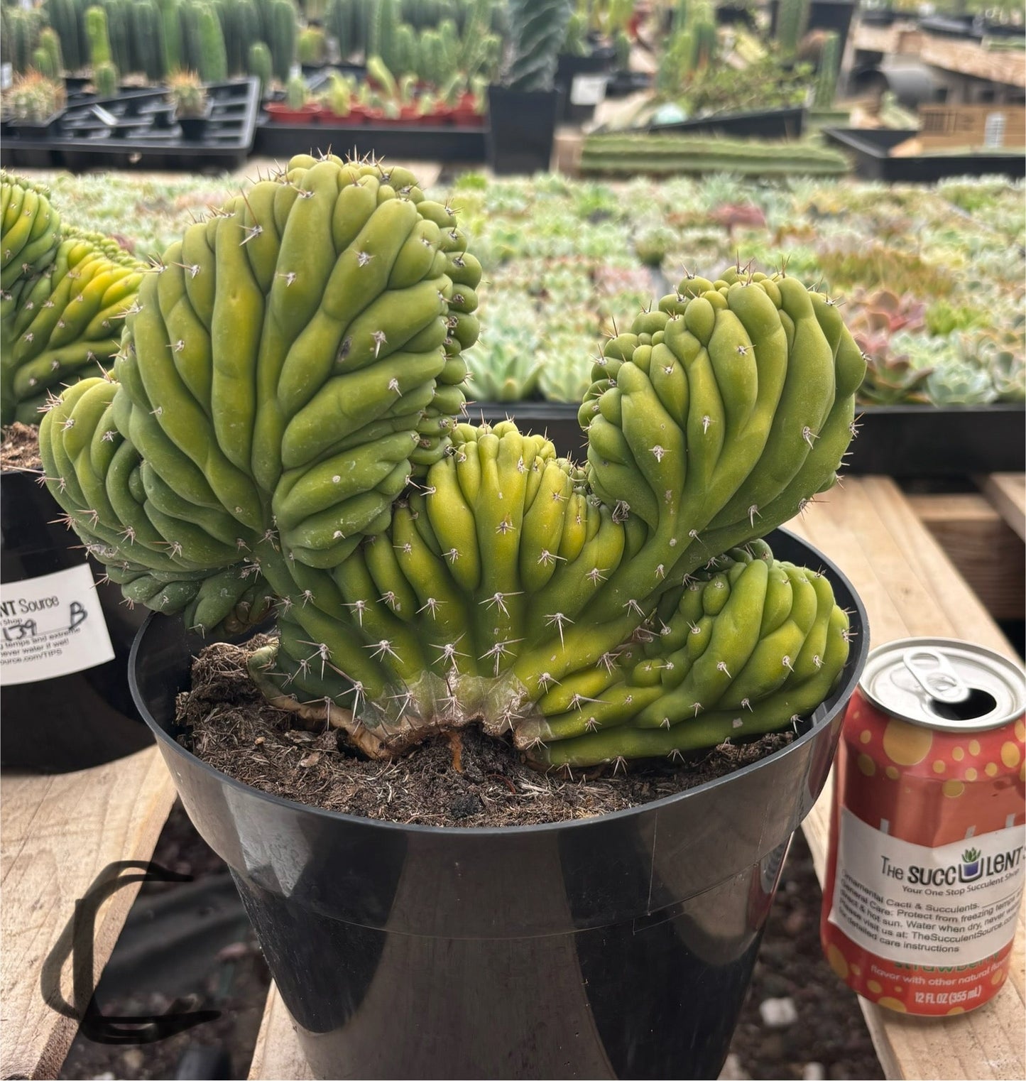 #EC139 EXACT Trichocereus Pachanoi San Pedro Crested Cactus in 8"