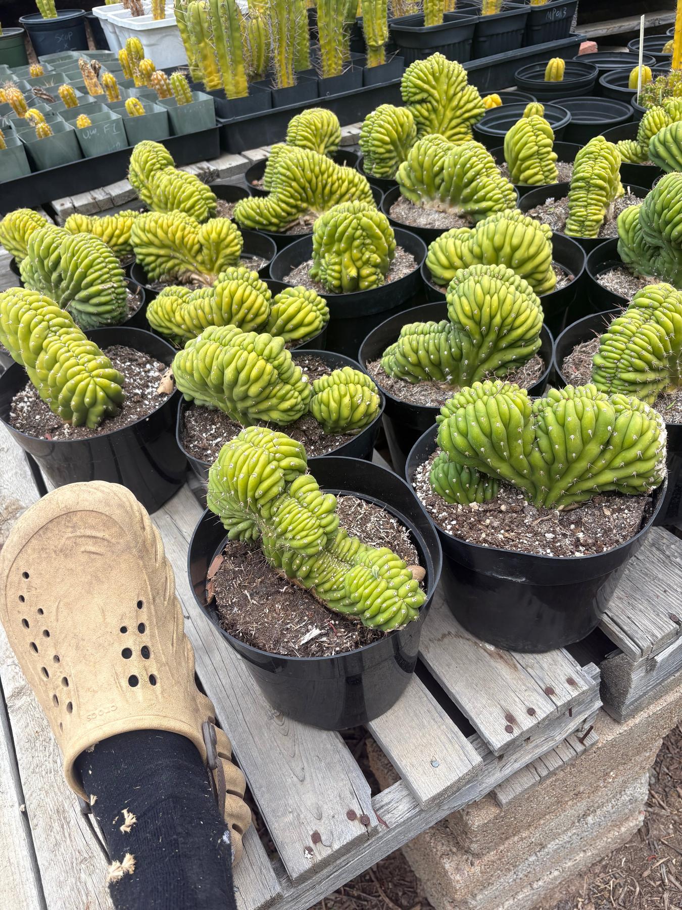 #EC139 EXACT Trichocereus Pachanoi San Pedro Crested Cactus in 8"