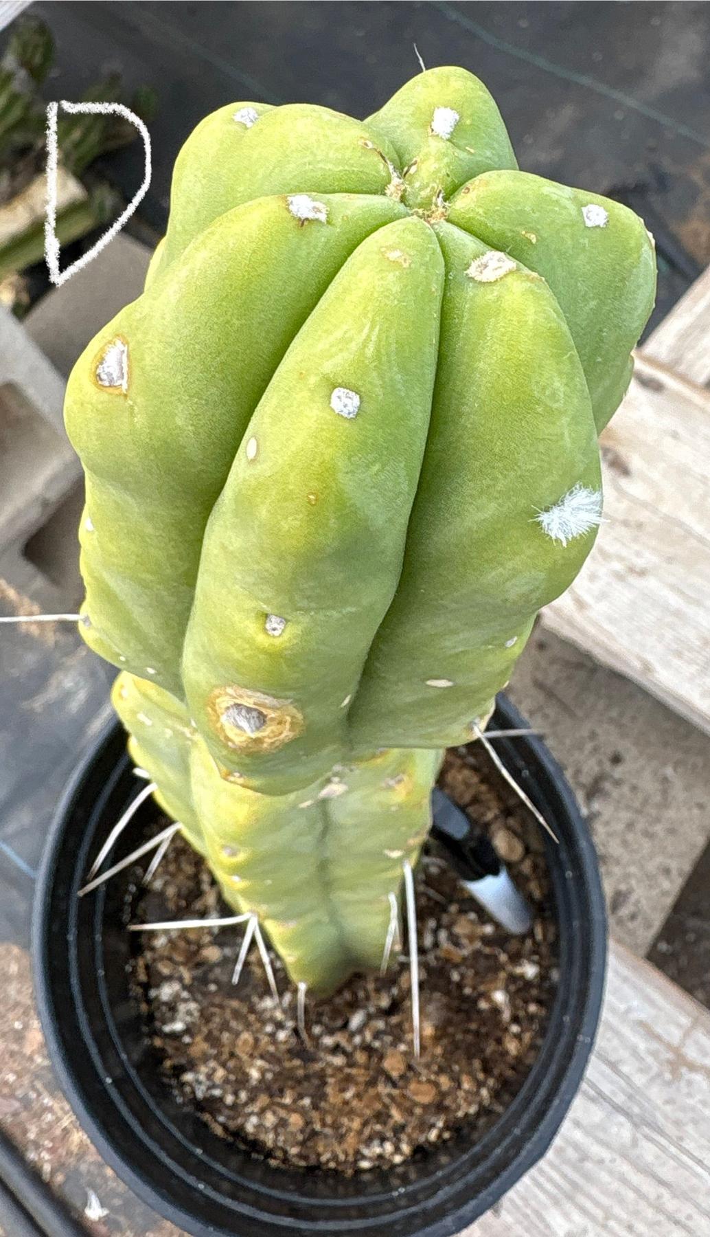 #EC14 Exact Trichocereus Bridgesii "Jiimz Twin Spine" Potted Cactus A-E