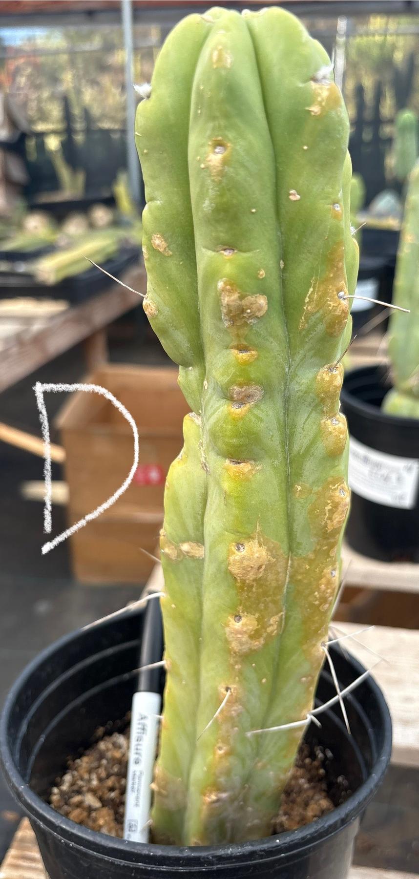 #EC14 Exact Trichocereus Bridgesii "Jiimz Twin Spine" Potted Cactus A-E