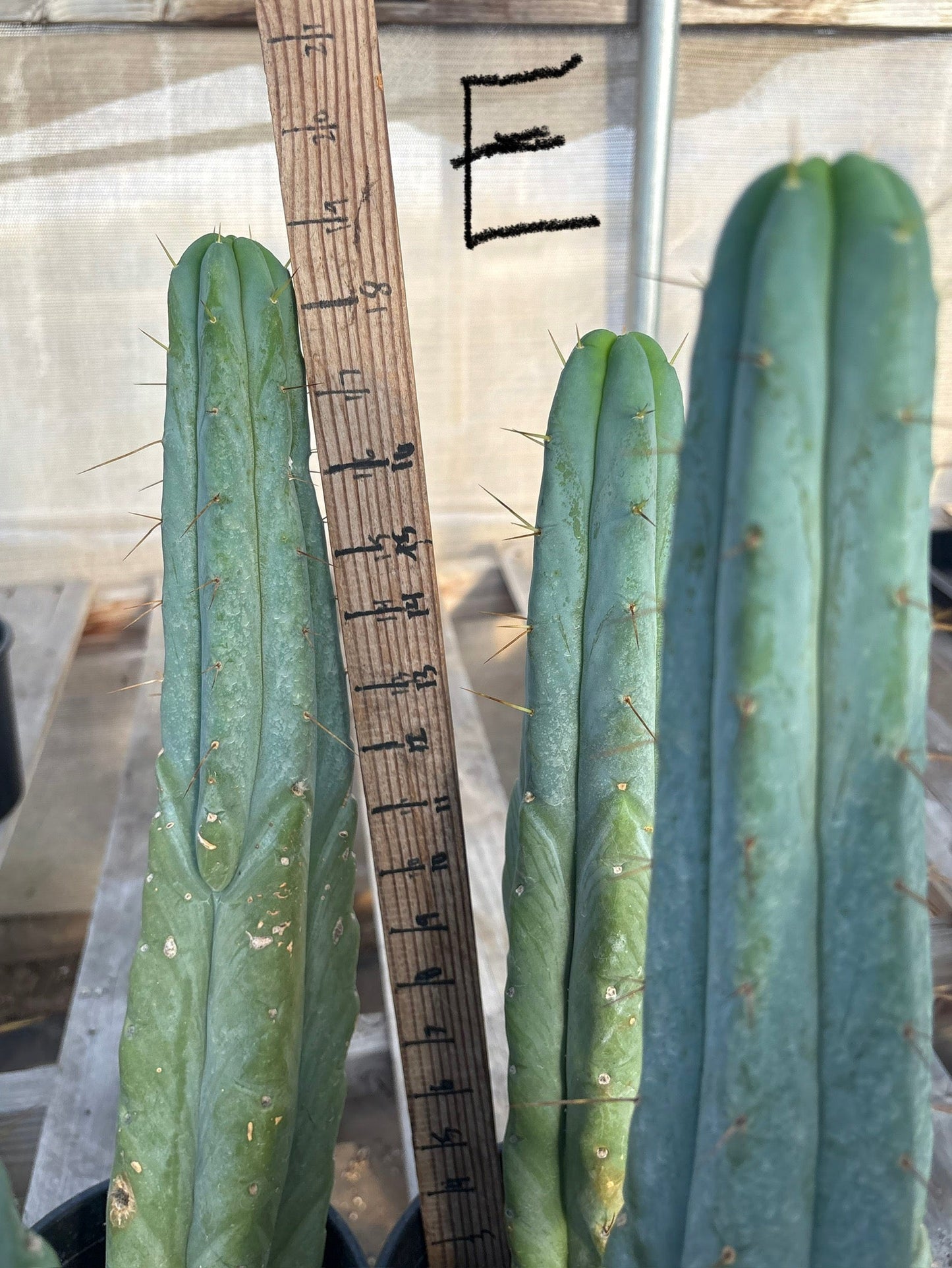 #EC14 Exact Trichocereus Bridgesii "Jiimz Twin Spine" Potted Cactus A-E