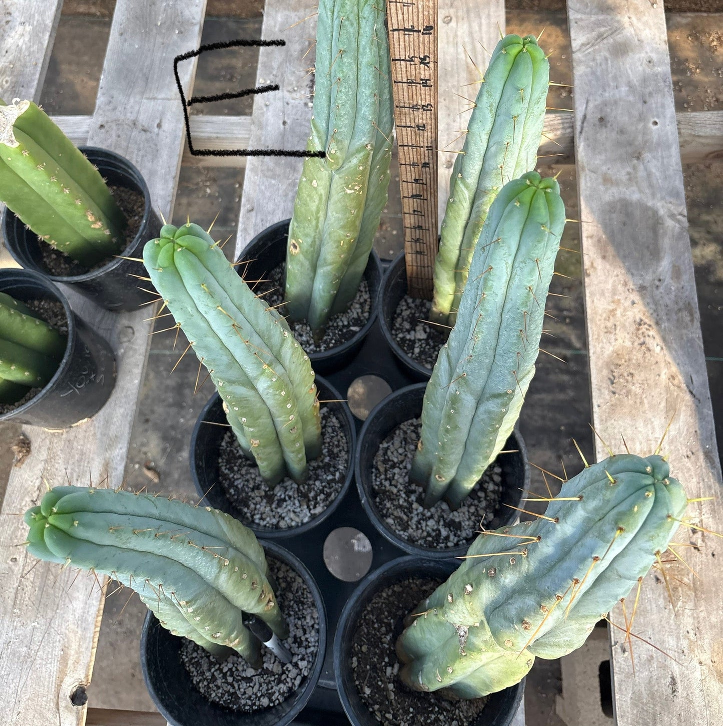 #EC14 Exact Trichocereus Bridgesii "Jiimz Twin Spine" Potted Cactus A-E