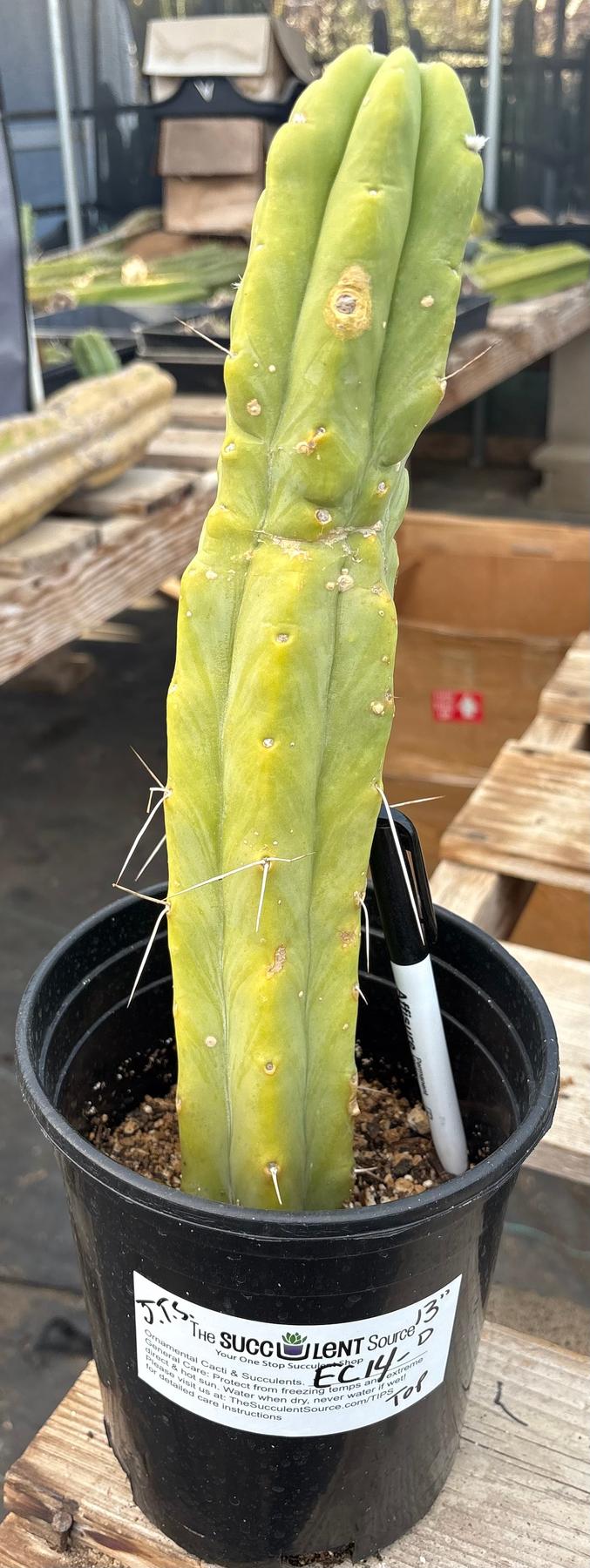 #EC14 Exact Trichocereus Bridgesii "Jiimz Twin Spine" Potted Cactus A-E