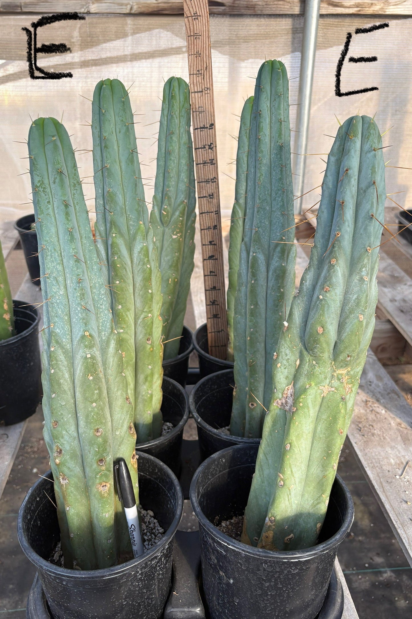 #EC14 Exact Trichocereus Bridgesii "Jiimz Twin Spine" Potted Cactus A-E