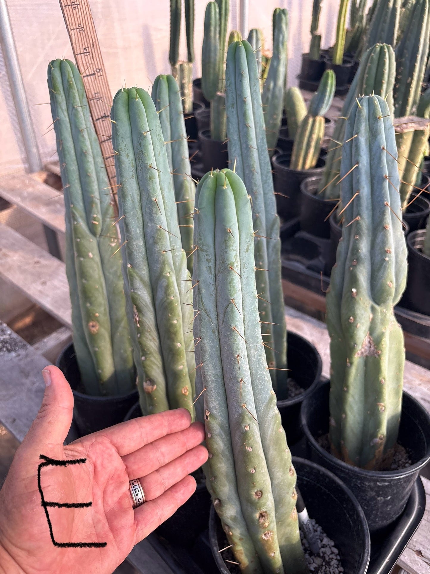 #EC14 Exact Trichocereus Bridgesii "Jiimz Twin Spine" Potted Cactus A-E