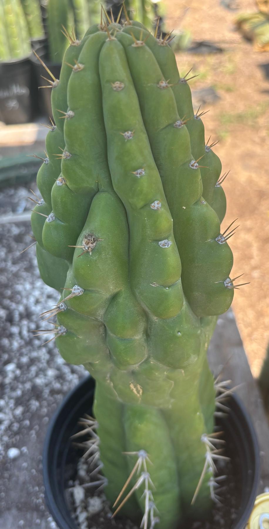 #EC142 EXACT Trichocereus Bob’s Monstrose Creation BMC Cactus 14.5”