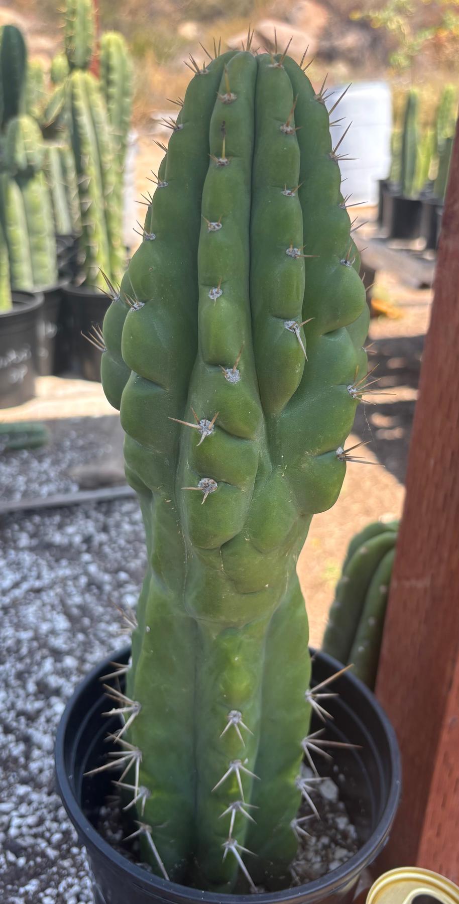 #EC142 EXACT Trichocereus Bob’s Monstrose Creation BMC Cactus 14.5”