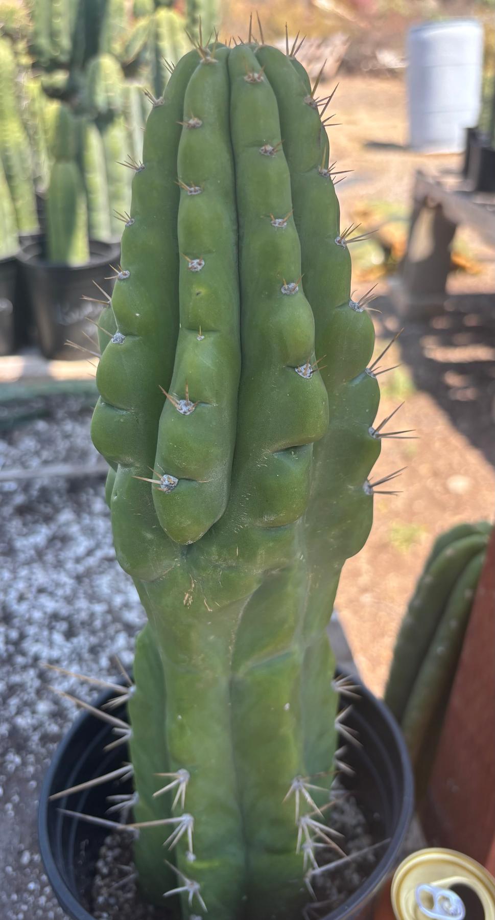 #EC142 EXACT Trichocereus Bob’s Monstrose Creation BMC Cactus 14.5”