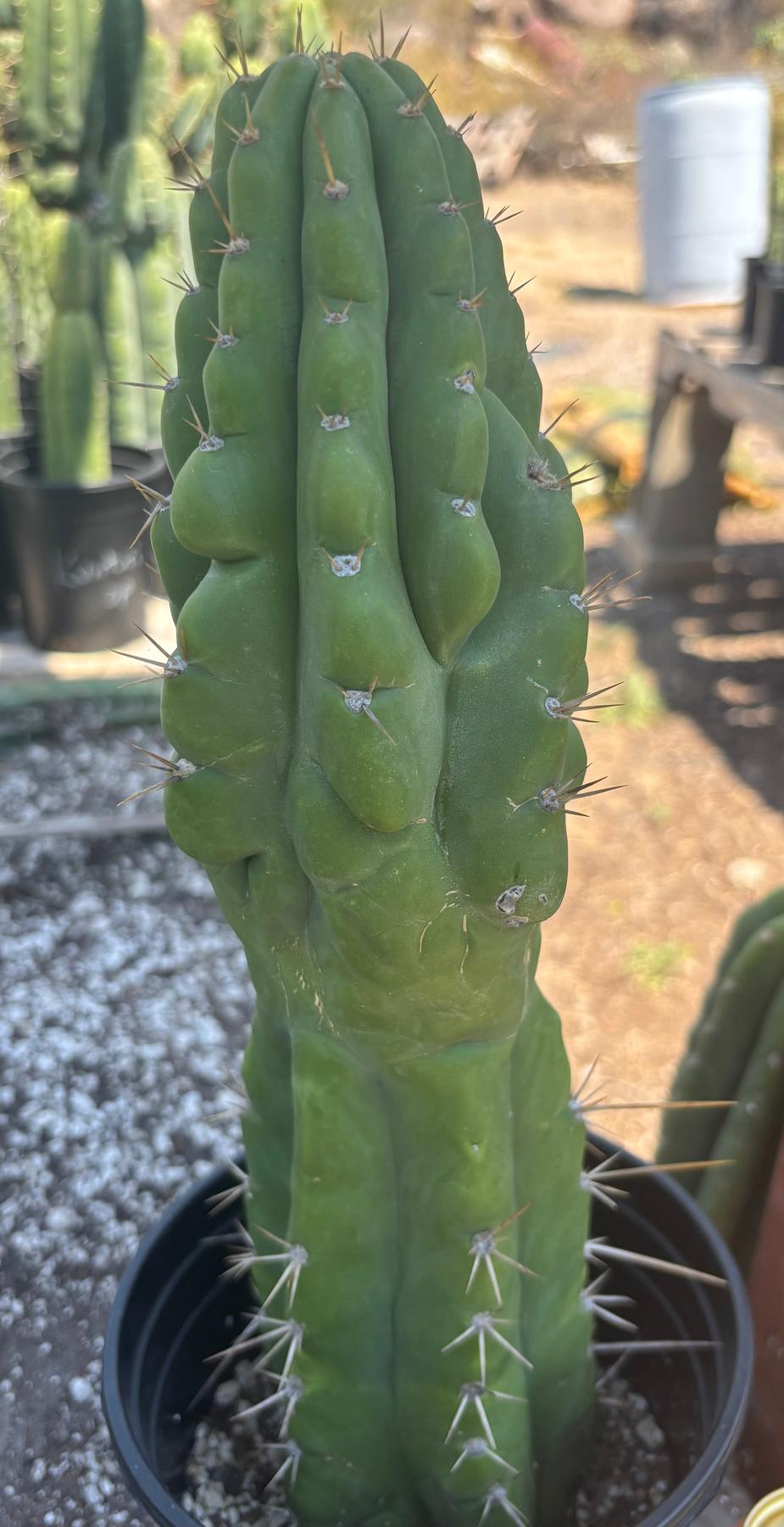 #EC142 EXACT Trichocereus Bob’s Monstrose Creation BMC Cactus 14.5”