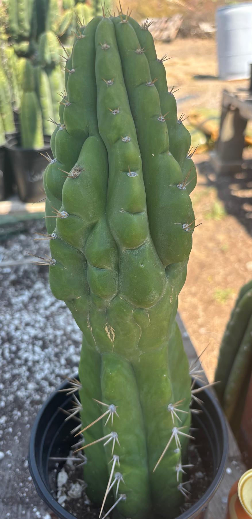 #EC142 EXACT Trichocereus Bob’s Monstrose Creation BMC Cactus 14.5”