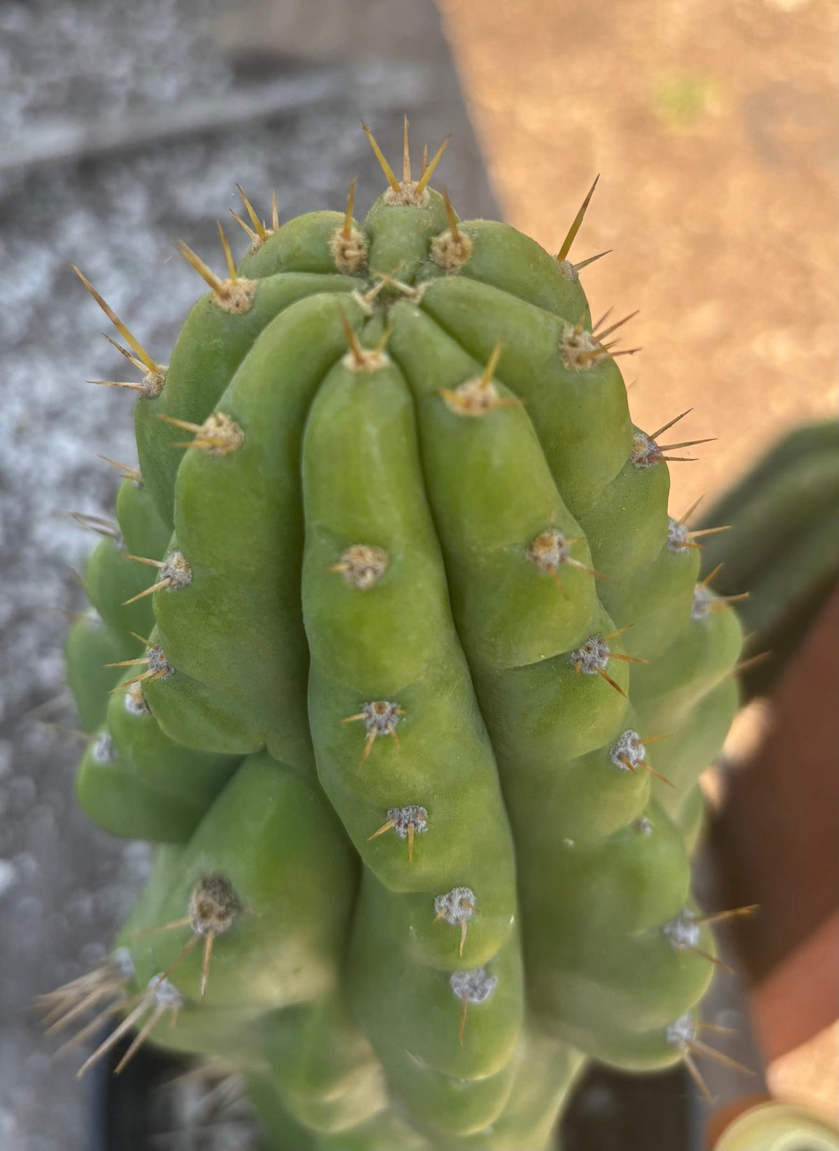 #EC142 EXACT Trichocereus Bob’s Monstrose Creation BMC Cactus 14.5”