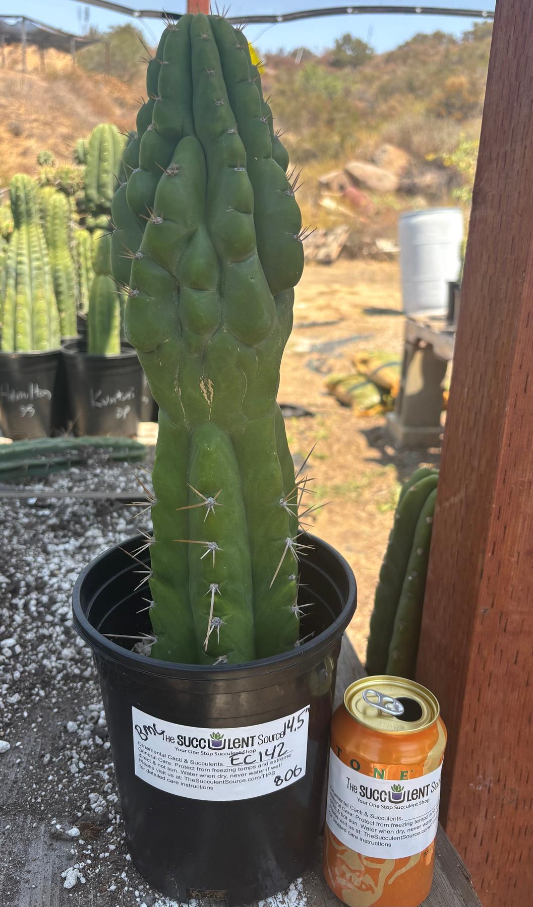 #EC142 EXACT Trichocereus Bob’s Monstrose Creation BMC Cactus 14.5”