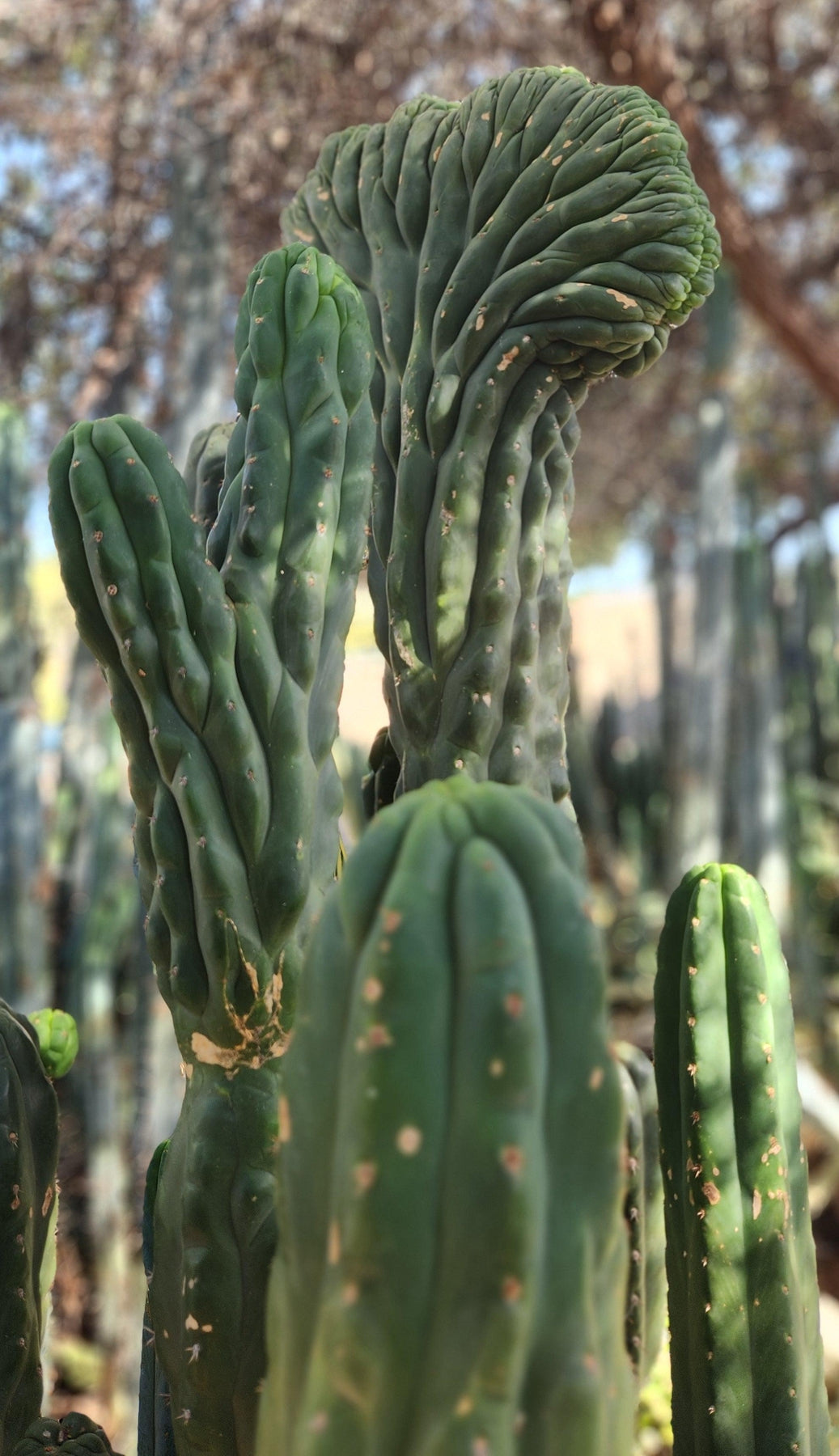 #EC144 Trichocereus Pachanoi Monstrose TPM Cactus Cuttings
