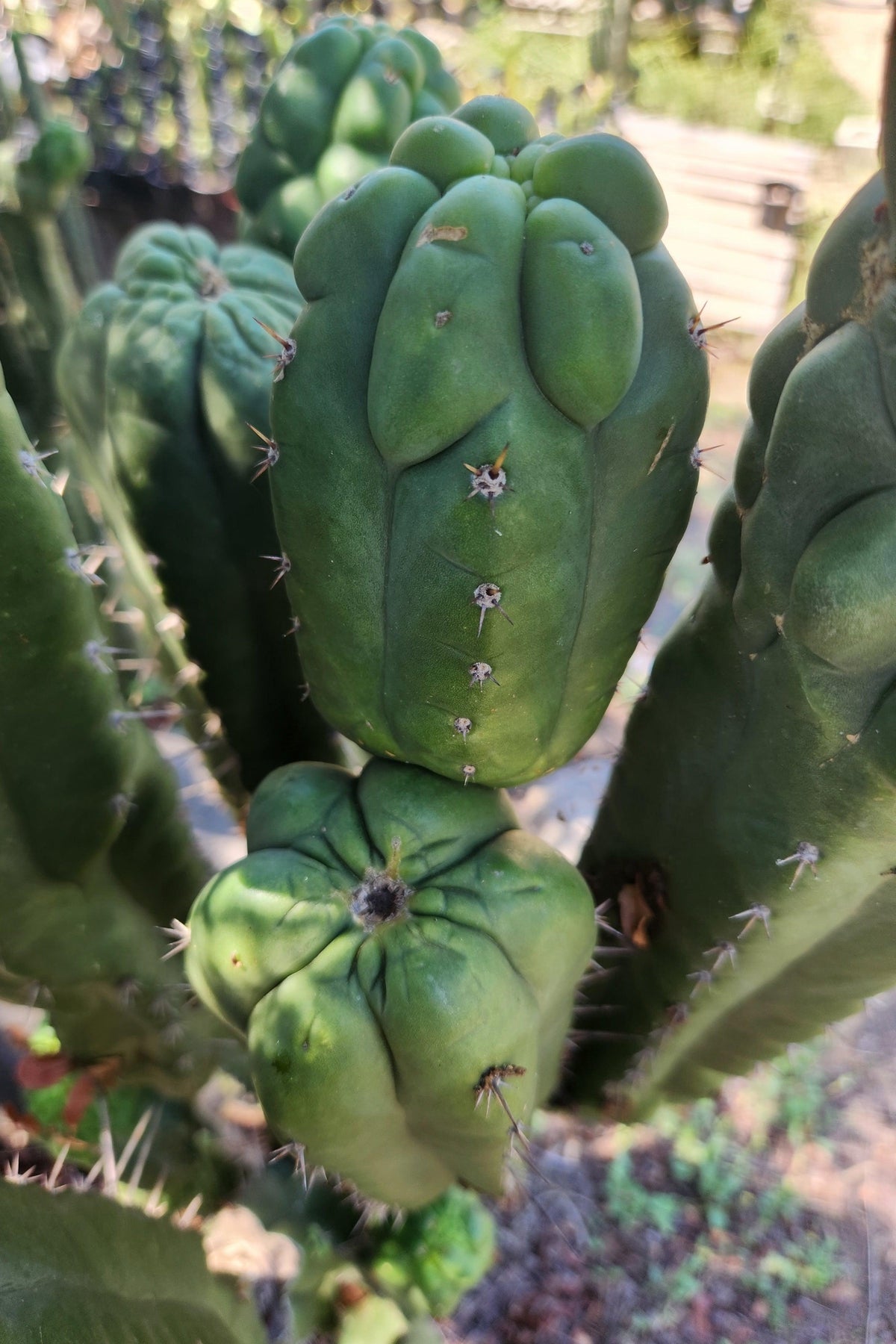 #EC144 Trichocereus Pachanoi Monstrose TPM Cactus Cuttings