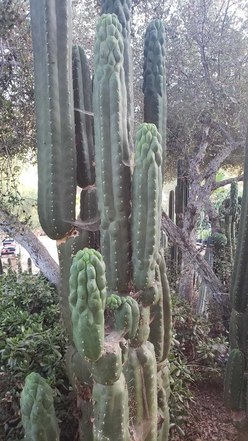#EC144 Trichocereus Pachanoi Monstrose TPM Cactus Cuttings