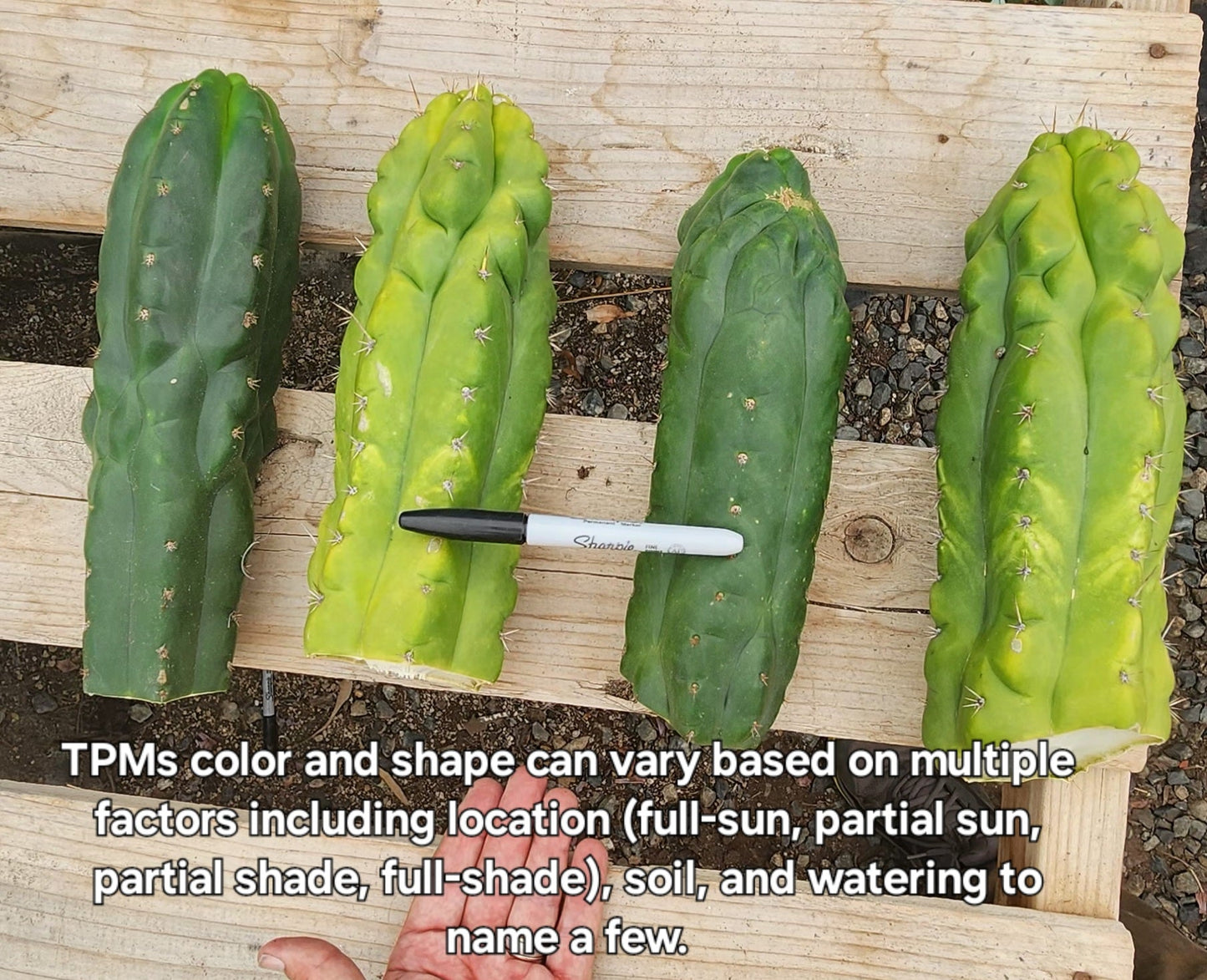 #EC144 Trichocereus Pachanoi Monstrose TPM Cactus Cuttings