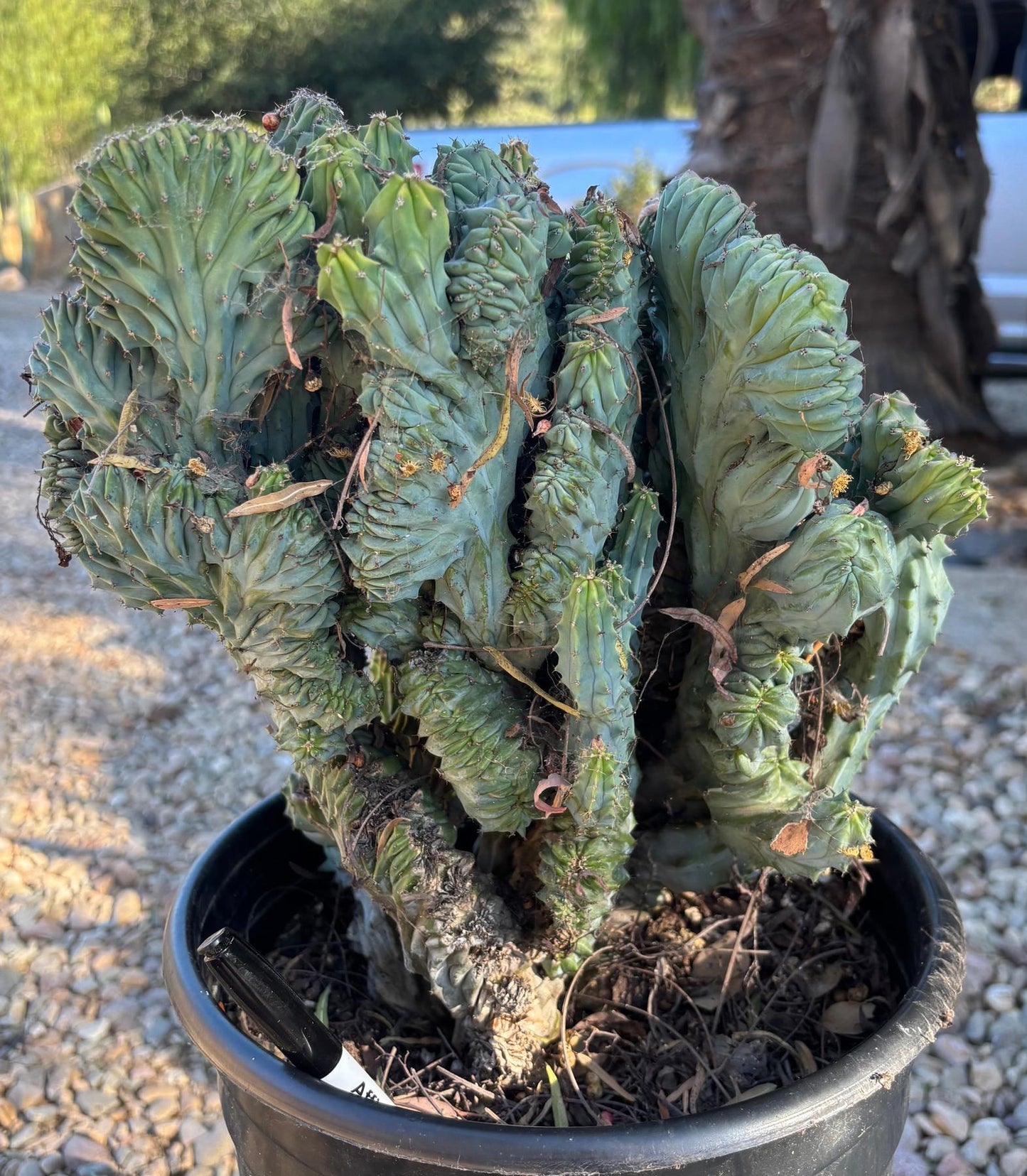 #EC146 EXACT Myrtillocactus Geometrizans Elite Crested Cactus