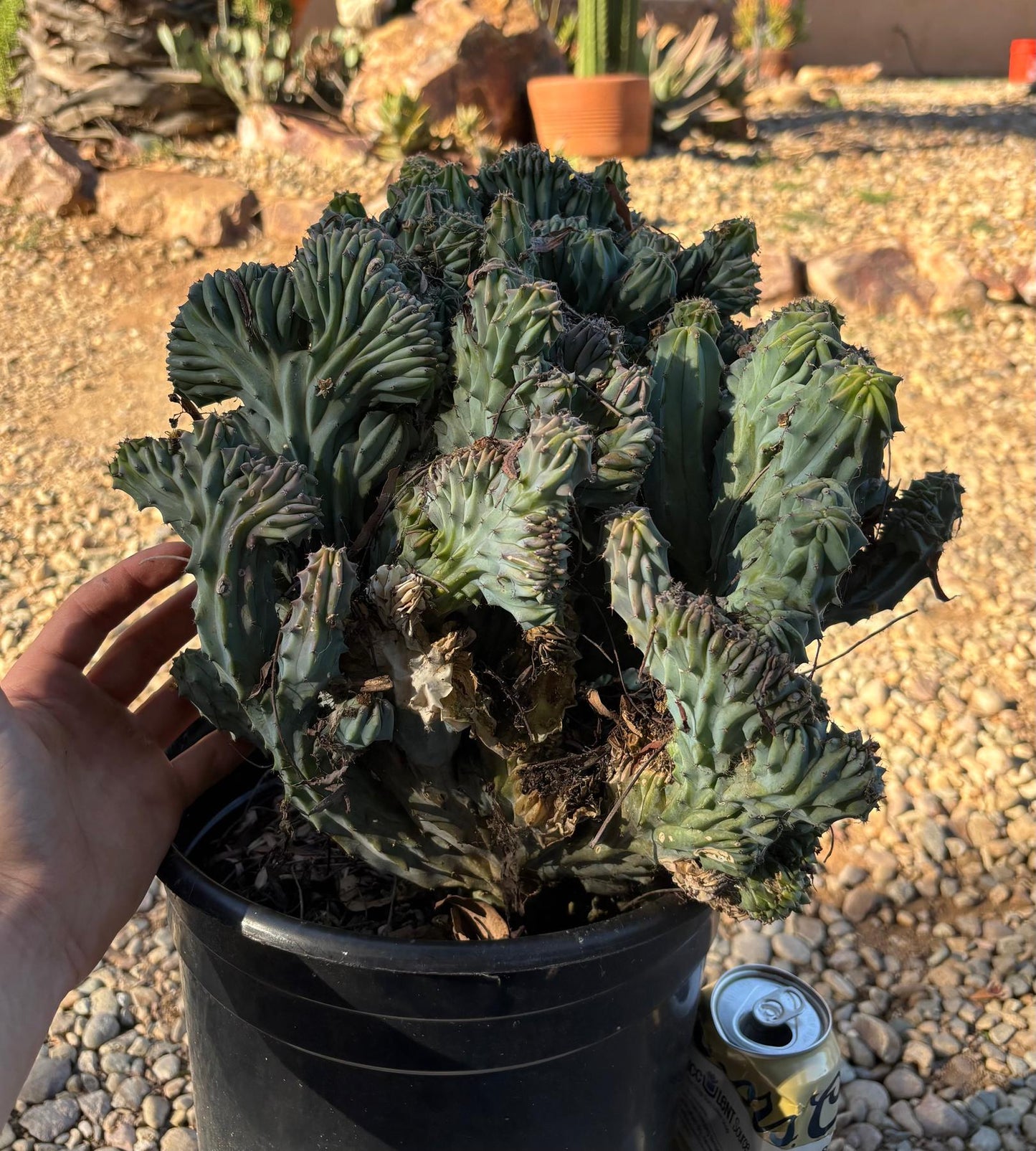 #EC146 EXACT Myrtillocactus Geometrizans Elite Crested Cactus