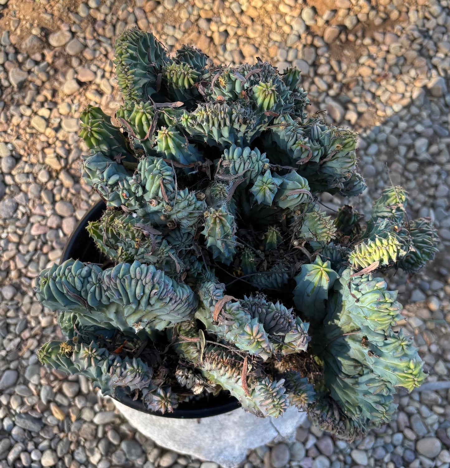 #EC146 EXACT Myrtillocactus Geometrizans Elite Crested Cactus