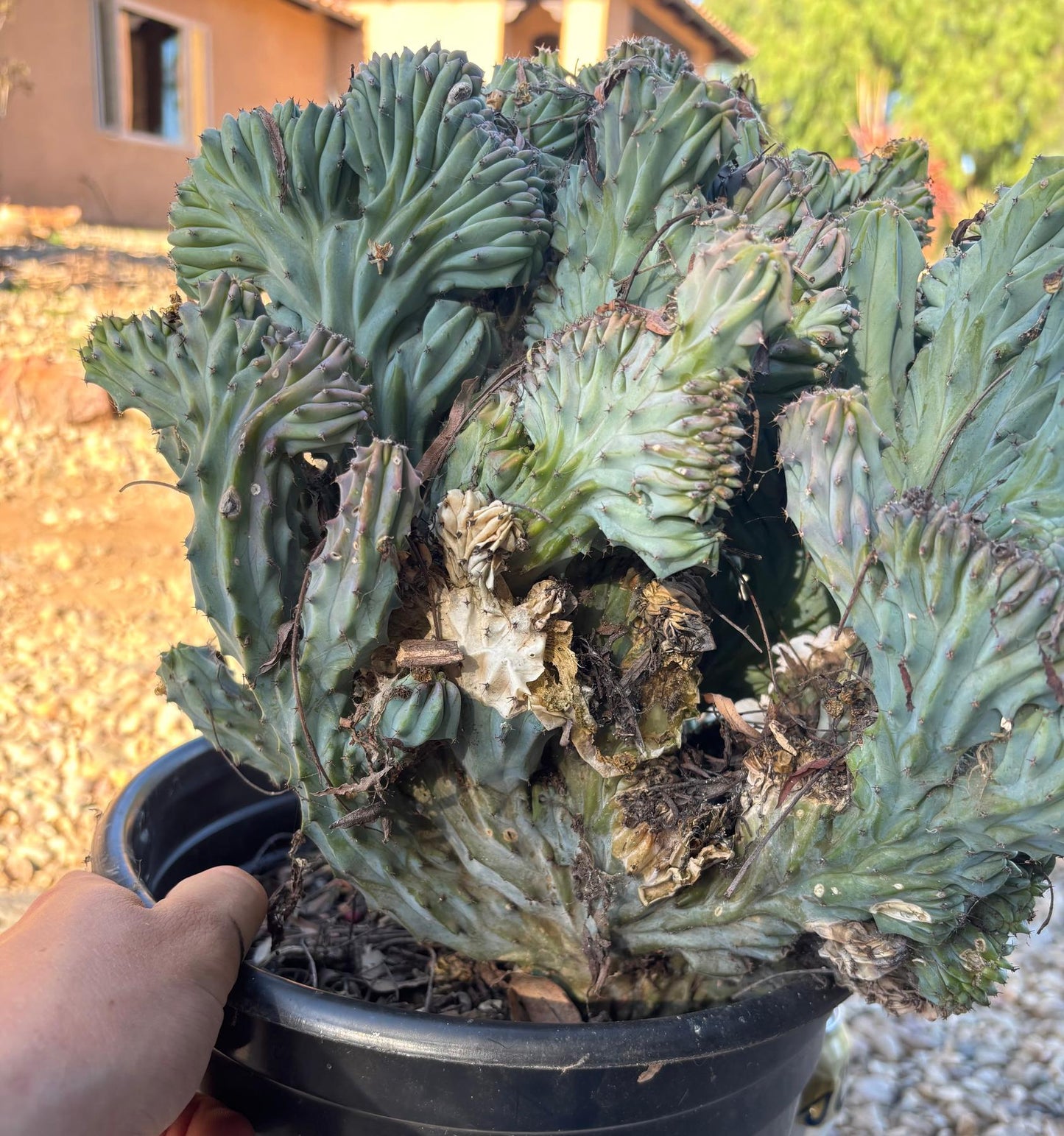 #EC146 EXACT Myrtillocactus Geometrizans Elite Crested Cactus