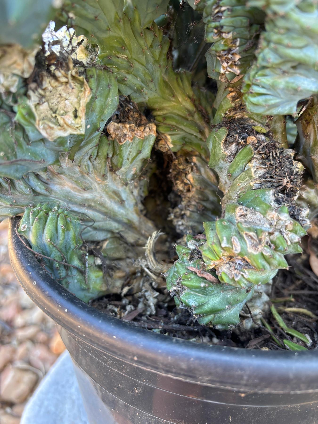 #EC146 EXACT Myrtillocactus Geometrizans Elite Crested Cactus