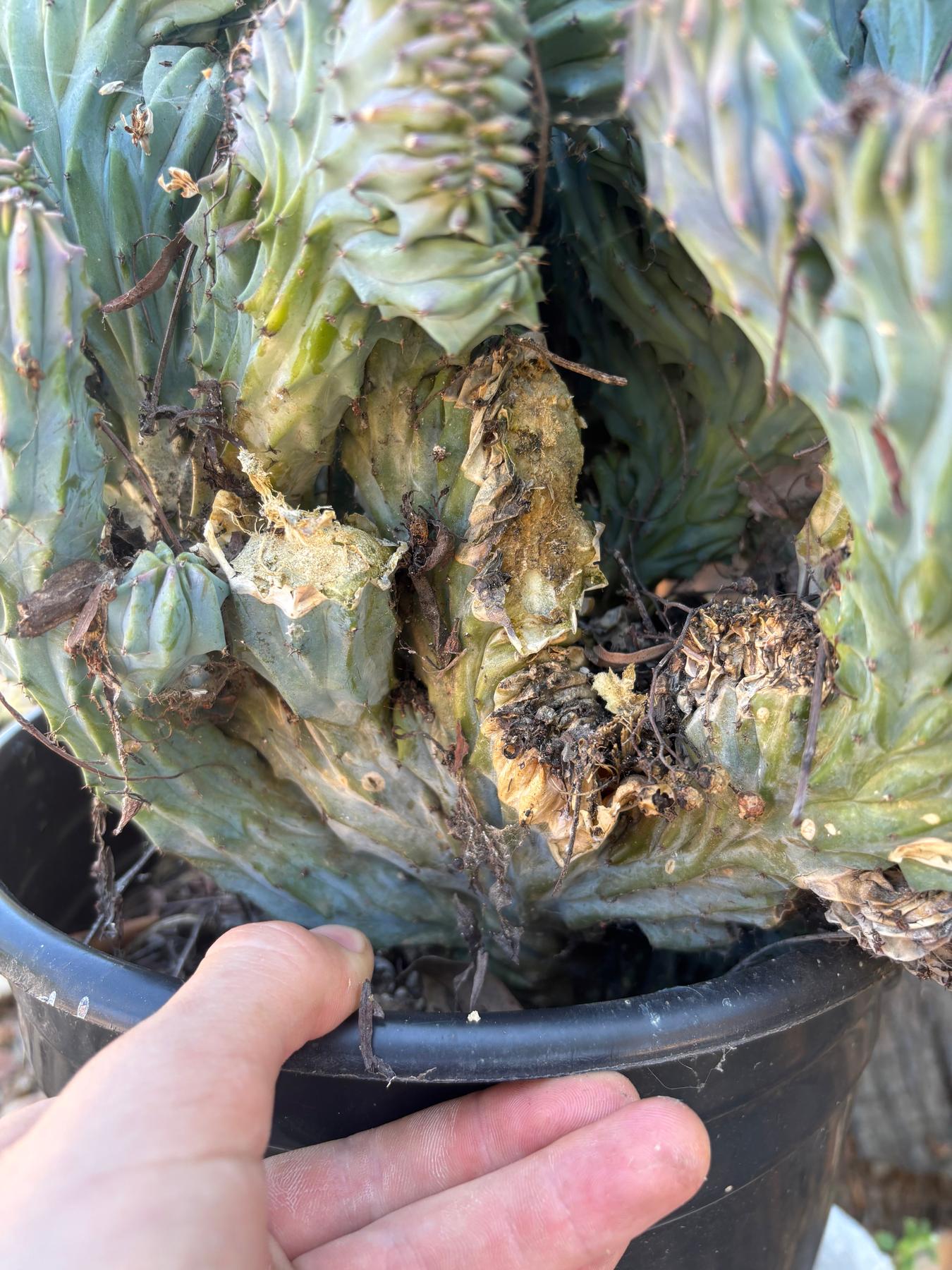 #EC146 EXACT Myrtillocactus Geometrizans Elite Crested Cactus
